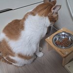 나의 동거묘 <b>도칠</b>이 23년 11월 일상, 겨울준비중..