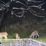 우리 아파트 <b>뒷산</b>에 사슴 산다