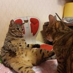 울집 깡패냥의 <b>최후</b>