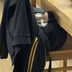 하....수험장에 고양이 데려가면안되냐