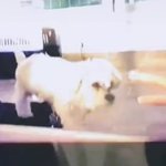 엔하이픈 <b>양정원이</b> 입양한 유기견 마음이