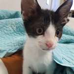 [<b>칠복</b>이들] 우리집 고양이 <b>칠복</b>이 피부병에 걸렸어요ㅠ