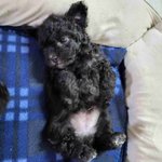 토이실푸 꽃순이 새끼 <b>한달차</b>