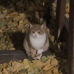 뉴진스 <b>강</b><b>해린</b> 닮은 고양이 발견함!!