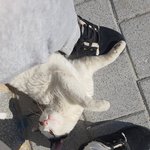 유기묘 입양해야할까요?