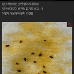 와 유명 마라탕 <b>소스</b> 벌레 극혐