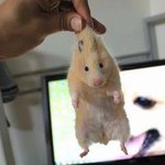 [NCT드림] 젠성 무뽑기 인용 구경<b>중임</b>