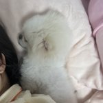 [댓글부탁해] 울아기강아지나 보고<b>가라</b>..