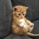 <b>집사</b>야 나는 왜 이렇게 짧은거냥