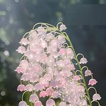 <b>청아</b>함의 상징이라는 은방울꽃