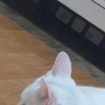 고먐미 <b>자랑</b> ㄱㅂㅈㄱ