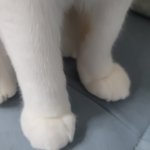 [칠복이들] 넘 귀여워 미치겠어(<b>미묘</b>삼색이)