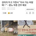 <b>이사</b>가는 바람에 강아지 버리고 가요