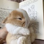 <b>아기</b> 토끼 <b>한</b>번 보고 가세요
