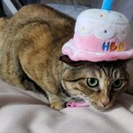 [고양이] 임신했다던 고양이.. 결국 살찐것으로 밝혀져...