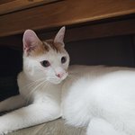 큰 아기냥 <b>호빵이</b>와 진짜 아기냥 만두 - 52