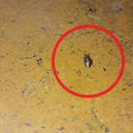 “선생님, 필통에서 <b>빈대</b> 나왔어요”…인천 그 중학교 ‘또 <b>빈대</b>’