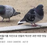 <b>비둘기</b> 개많은거 보고 갑자기 든 생각인데
