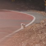 <b>청도군</b> 동물구조 협회ㅡㅡ