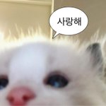 경계성<b>장애</b> 썰