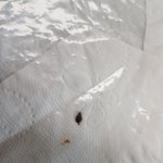 고등학교 기숙사서 <b>빈대</b> 출몰…피해 학생은 없어