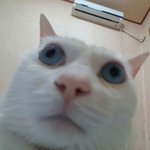 나 살빼면 다리라인어떨거같음??