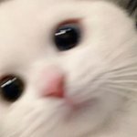 [댓글부탁해] <b>후식</b>만 먹토하는거 ㄱㅊ??