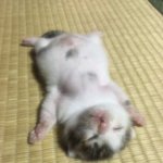 [댓글부탁해] 예쁜데 돈 쉽게벌수있는 알바 없음?