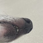 진심 <b>현직</b> 강아지인 사람 없냐