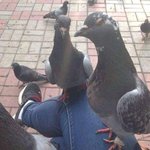 천방지축 어리둥절 비둘기의 <b>일상</b>