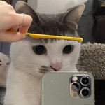 셀카 여신 <b>남신</b> 애옹이 다 모였다