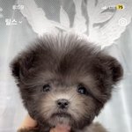 인스타 강아지 분양계정 너무 <b>끔찍</b>한데