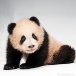 [댓글부탁해] 얘네 왤케 <b>멍청</b>하게 생겼냐