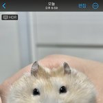 나 <b>햄찌</b> 숨 쉬는 거 보려고 삶