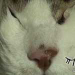 [댓글부탁해] 내 롱<b>패딩</b> ㅈㄴ 개따뜻하다 있냐