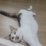 고양이 이런표정 본적있어?ㅎ