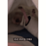 털이 안나고 공항에 등록 안 된 견종.jpg
