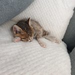 [댓글부탁해] <b>몽이</b> 입양 이야기1