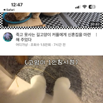 진짜 고양이들;; 이것도 발이라고 달고