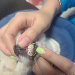 [강아지] 13살 <b>노견</b> 스케일링 해야될까?