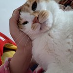 나의 동거묘 <b>도칠</b>이 23년 12월 겨울일상..