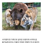 믿기지 않는 <b>사자</b>와 곰, 호랑이 사이의 우정
