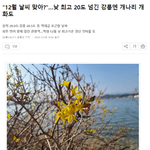 12월 낮 20도 찍으니 강릉에 개나리 <b>핌</b> ㄷㄷ