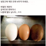 <b>계란</b>의 성장기
