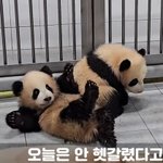 [드루와] 루<b>이후</b>이 얘네는 왜 벌써 꼬질이냐