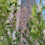 오늘 부산 아파트 <b>앞</b>에 <b>벚꽃</b>핌ㅋㅋㅋㅋ