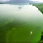 4대강 녹조가 갑자기 급격하게 발생하는 원리.jpg