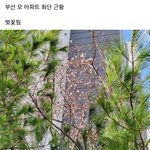 와 부산 벚꽃 <b>실화</b>임?????