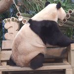 푸바오 <b>누런색</b> 뒷모습