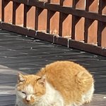 꼬질꼬질한 길<b>고냥</b>이 사진풂